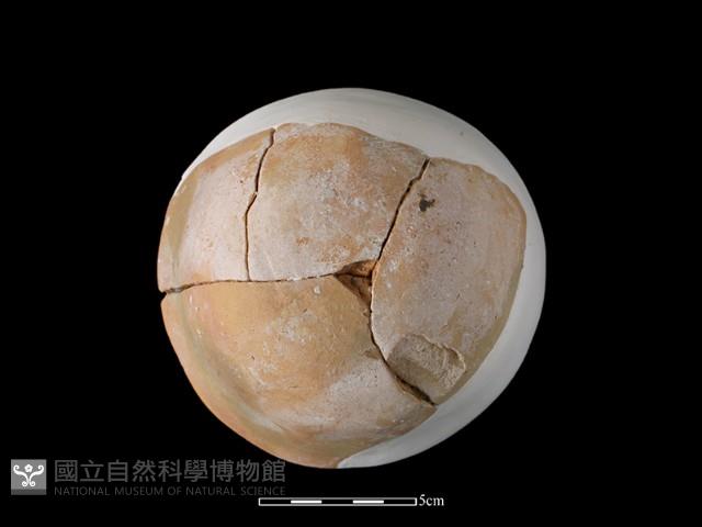 陶缽藏品圖，第4張