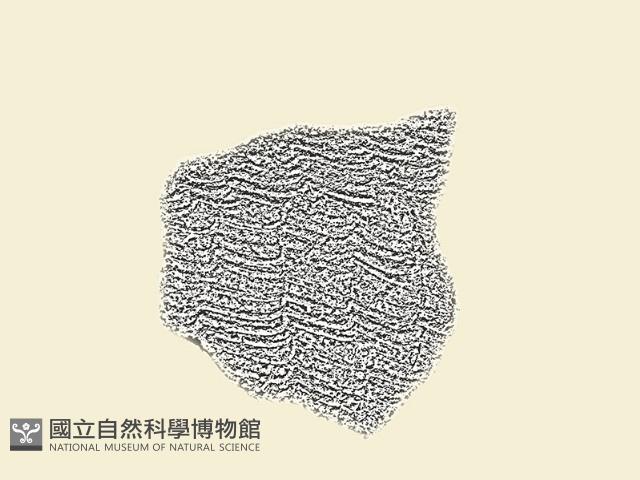 陶片藏品圖，第2張