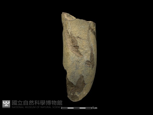 石鎚藏品圖，第2張