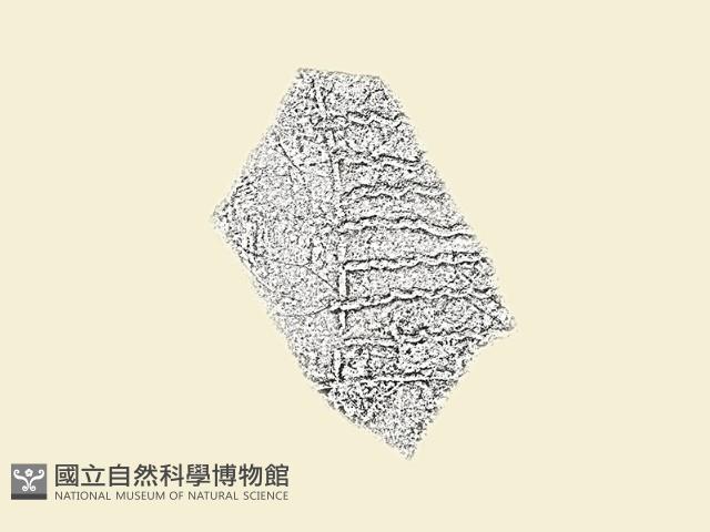 陶片藏品圖，第1張