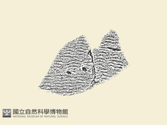 陶片藏品圖，第2張