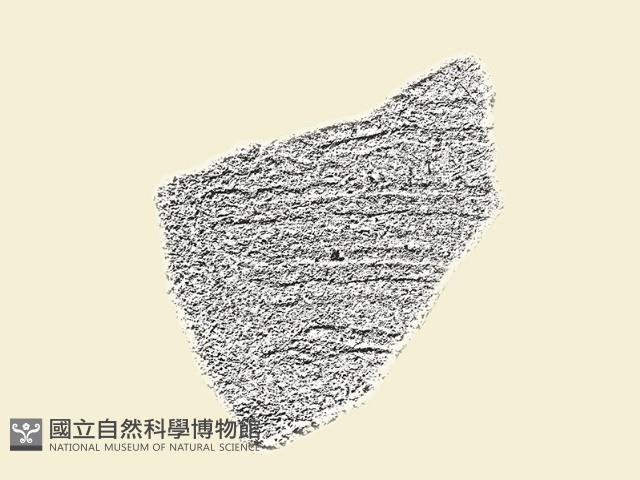 陶片藏品圖，第1張