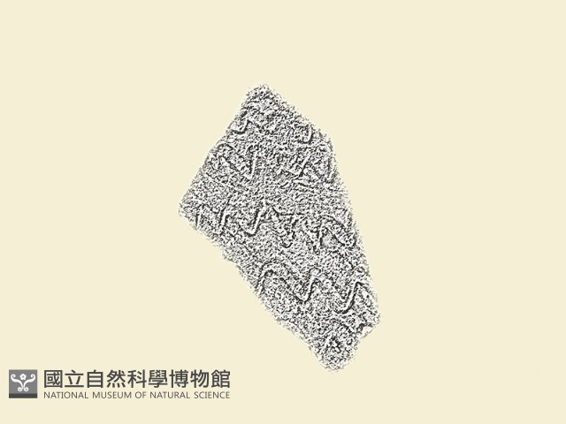 陶片藏品圖，第2張