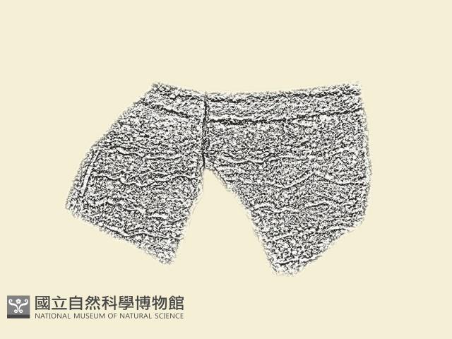 陶片藏品圖，第2張