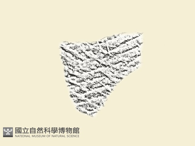 陶片藏品圖，第2張