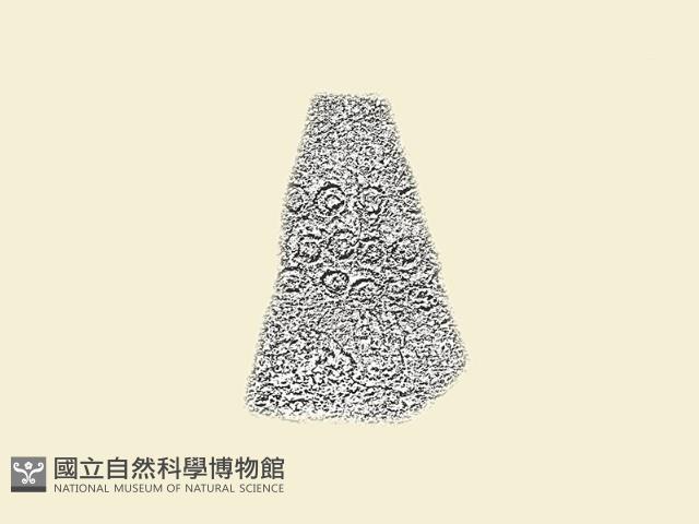 陶片藏品圖，第2張