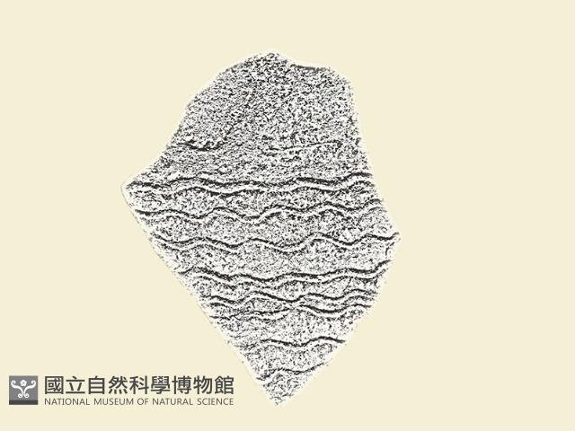 陶片藏品圖，第2張