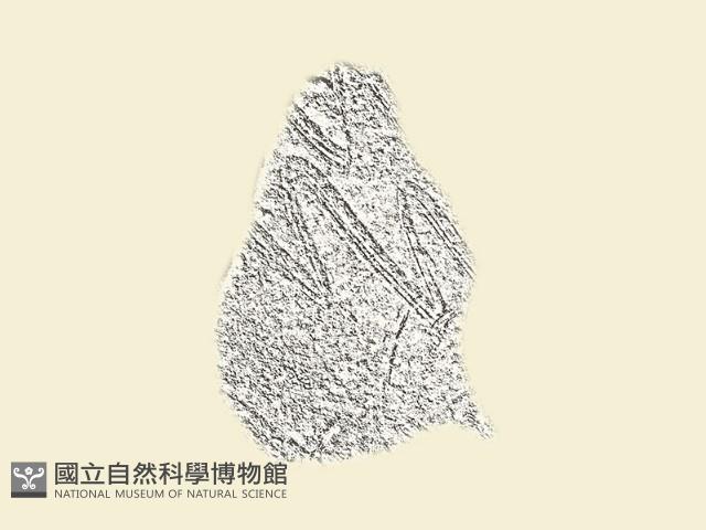 陶片藏品圖，第1張