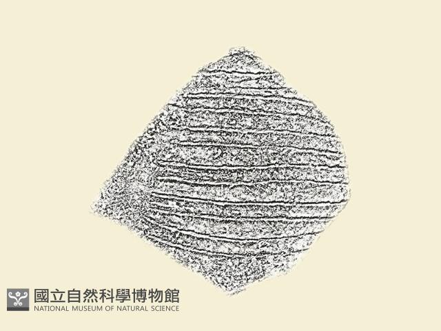 陶片藏品圖，第1張