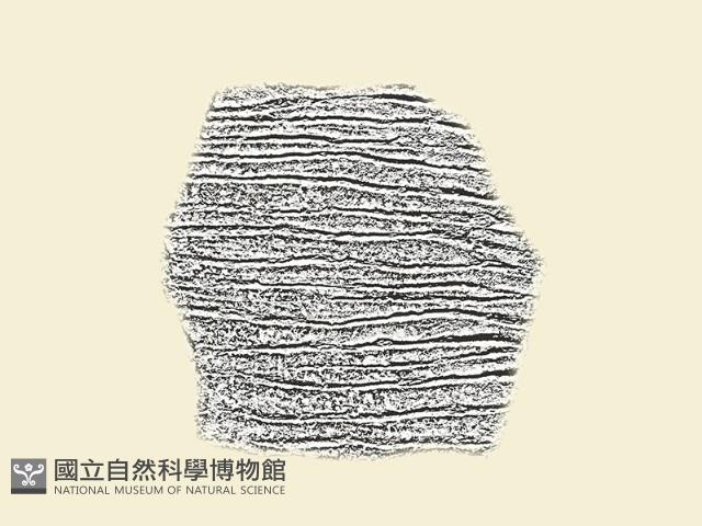 陶片藏品圖，第1張