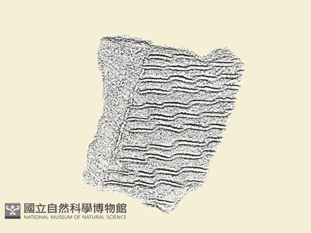 陶片藏品圖，第1張