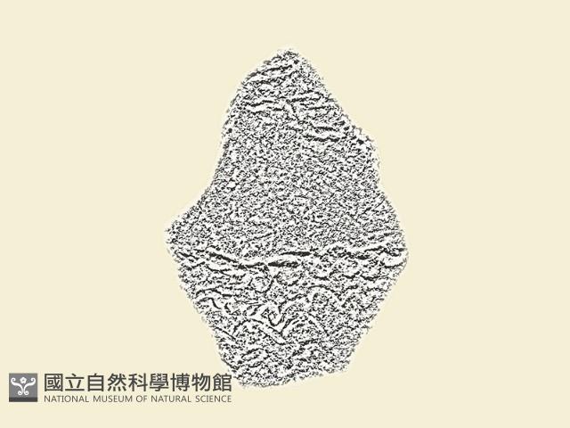 陶片藏品圖，第2張