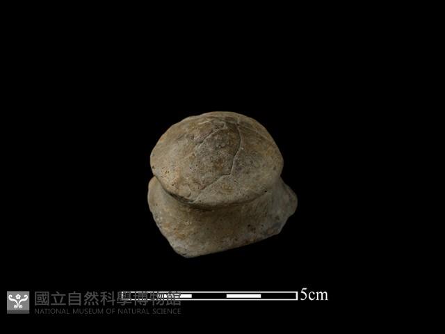 陶蓋鈕藏品圖，第1張