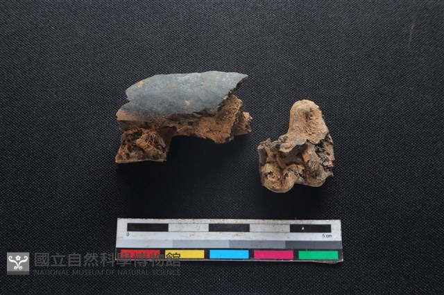 梅花鹿骨藏品圖，第2張