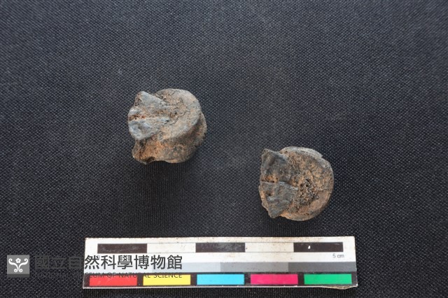 梅花鹿骨藏品圖，第2張