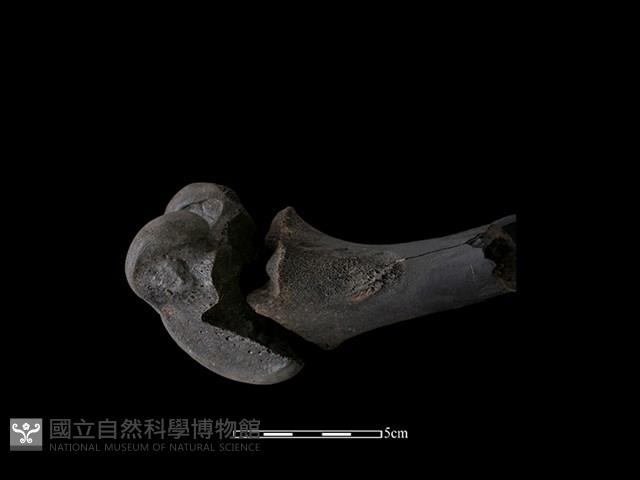 梅花鹿骨藏品圖，第1張