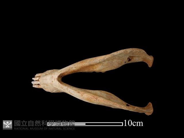 豬骨藏品圖，第3張