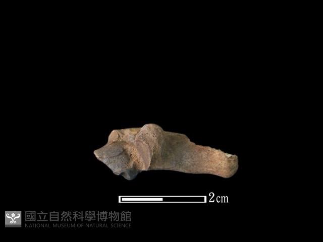 山羌骨藏品圖，第2張