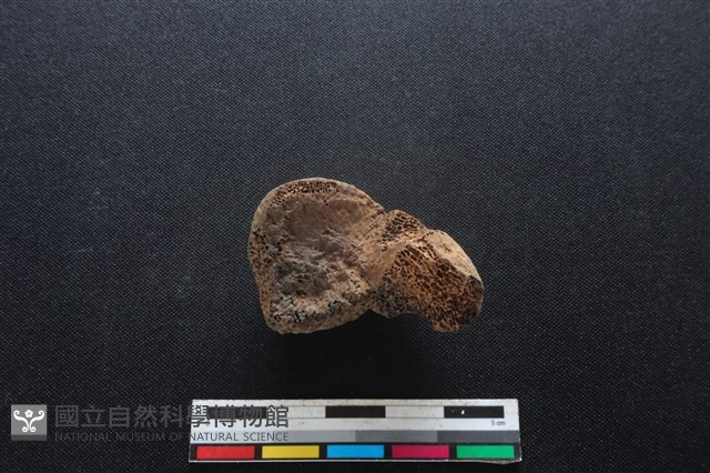 梅花鹿骨藏品圖，第2張
