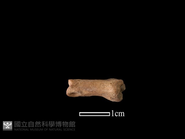 山羌骨藏品圖，第2張