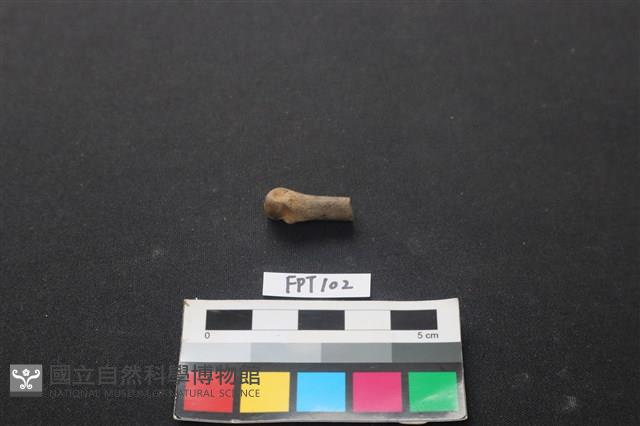 哺乳類動物骨藏品圖，第2張