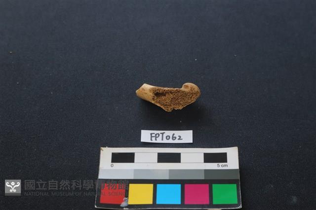 鹿骨藏品圖，第2張