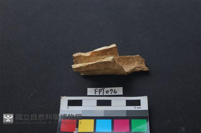 偶蹄類動物骨藏品圖，第2張