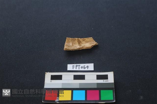 偶蹄類動物骨藏品圖，第2張