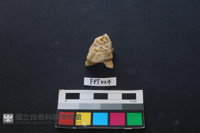 鹿骨藏品圖，第2張