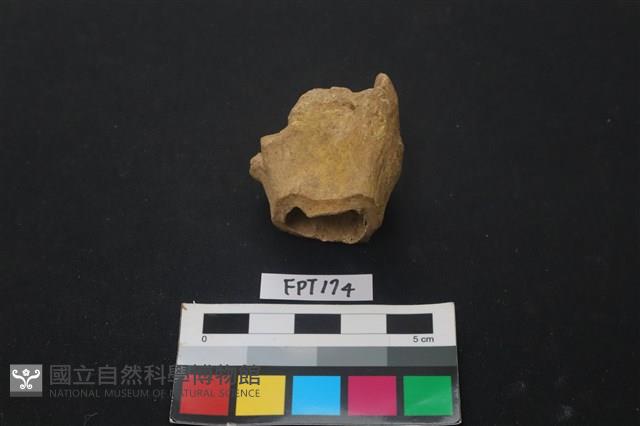 鹿骨藏品圖，第2張
