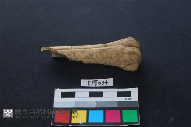 鹿骨藏品圖，第2張