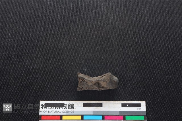 梅花鹿骨藏品圖，第2張