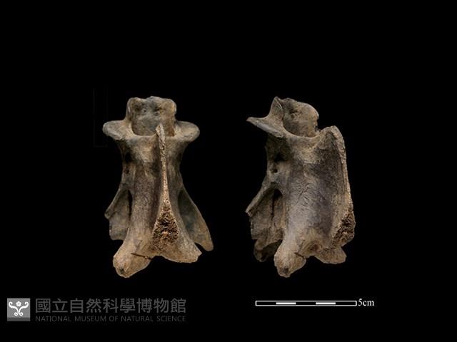 梅花鹿骨藏品圖，第1張