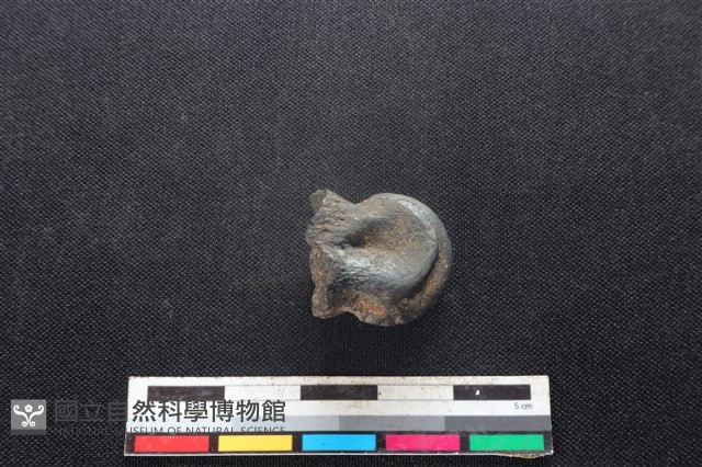 梅花鹿骨藏品圖，第2張