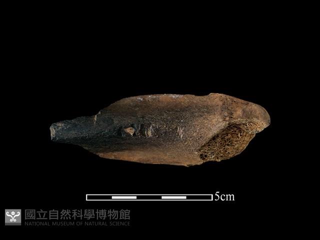 梅花鹿骨藏品圖，第1張