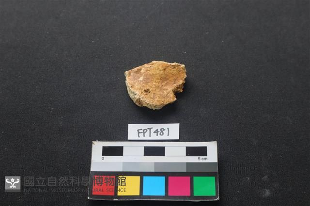 龜骨藏品圖，第2張