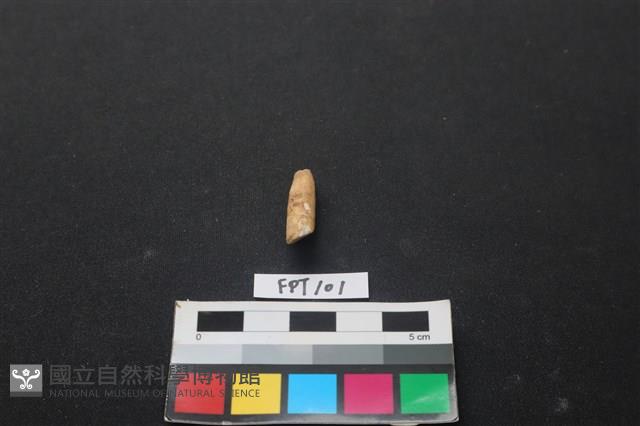 鹿骨藏品圖，第2張