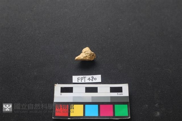 鹿骨藏品圖，第2張