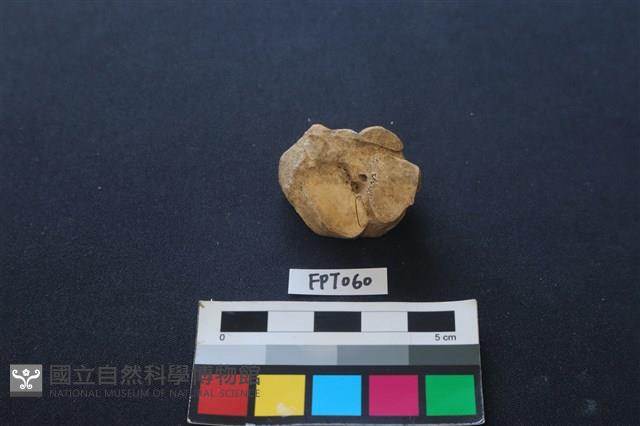 鹿骨藏品圖，第2張
