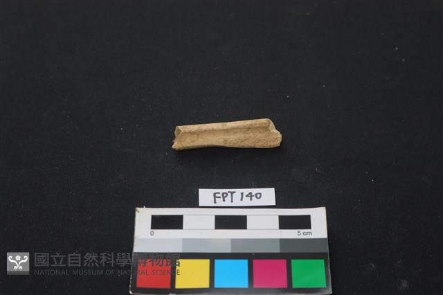 哺乳類動物骨藏品圖，第2張
