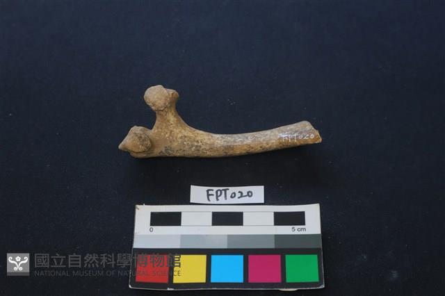 偶蹄類動物骨藏品圖，第2張