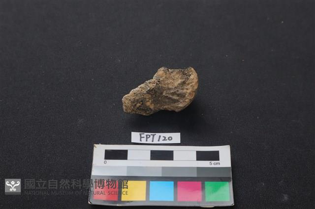鹿骨藏品圖，第2張