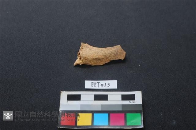 偶蹄類動物骨藏品圖，第2張