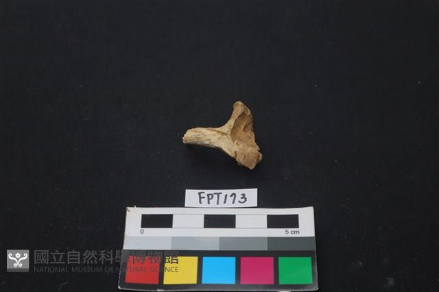 動物骨藏品圖，第2張