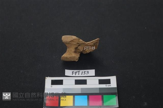 哺乳類動物骨藏品圖，第2張