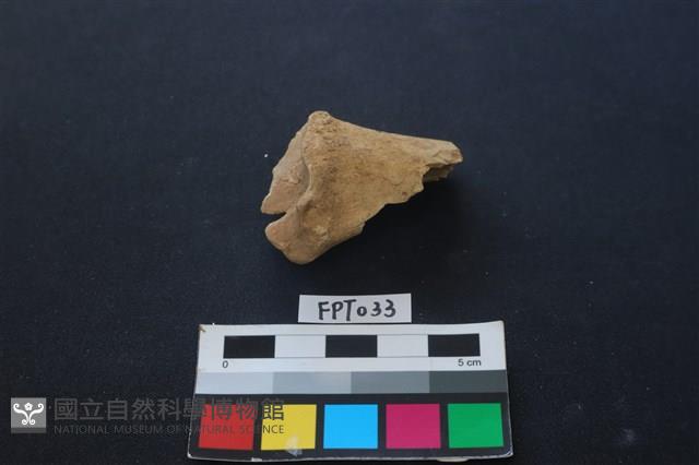 鹿骨藏品圖，第2張