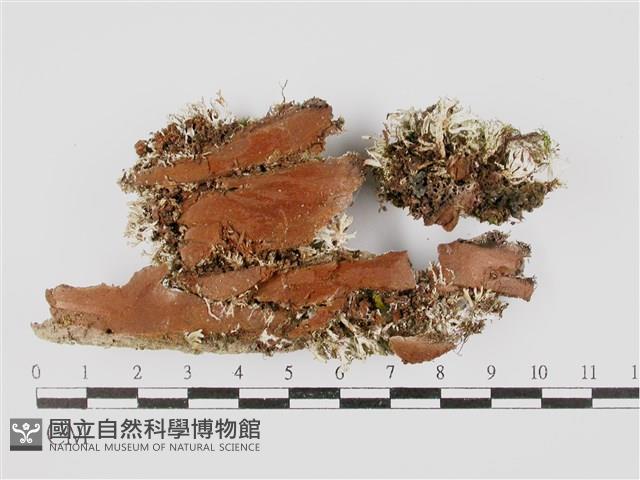 台灣球粉衣藏品圖，第3張