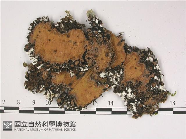 登錄號:L00002912藏品圖，第3張