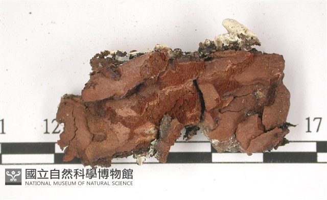 登錄號:L00002822藏品圖，第3張