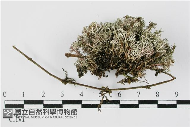 台灣球粉衣藏品圖，第3張